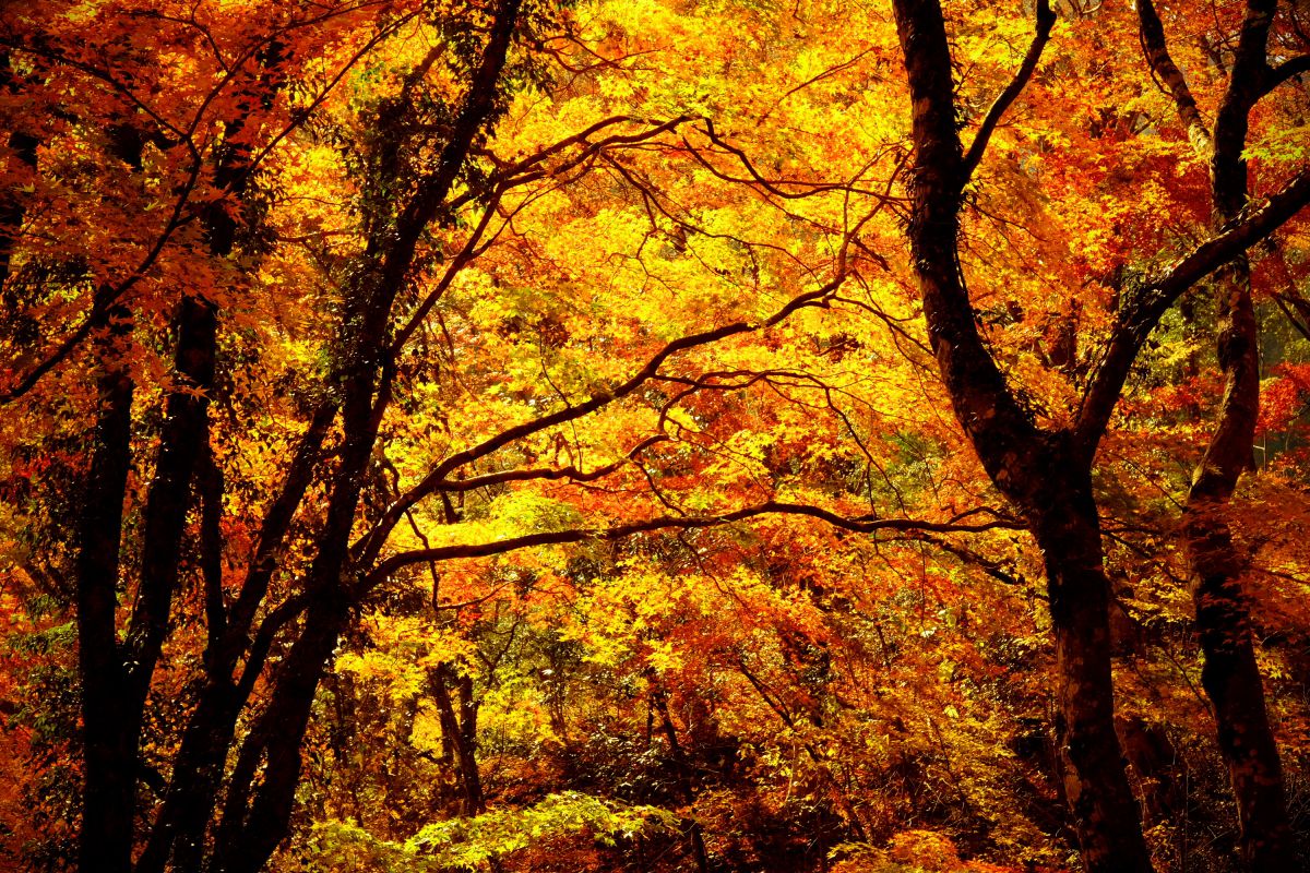 紅葉の森 | GANREF