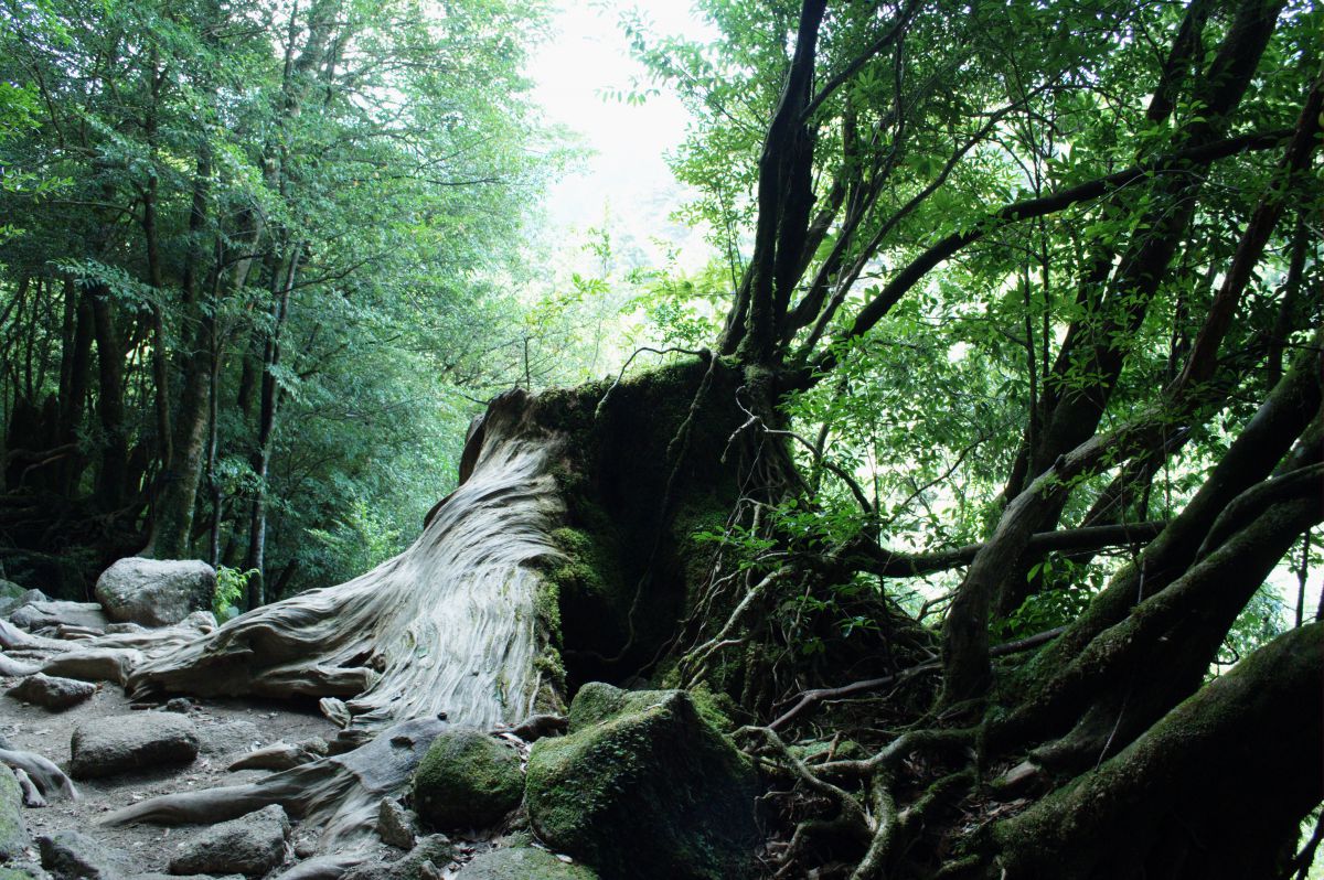 超巨大屋久杉の切り株 | GANREF