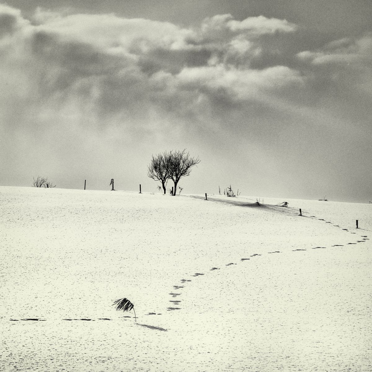 trail | GANREF