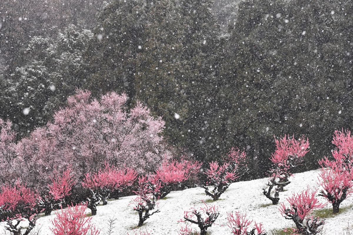 花桃の丘 神奈川 Ganref