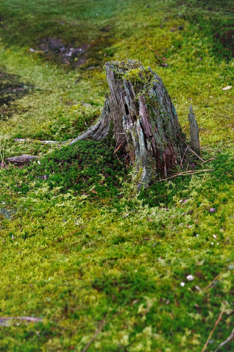 朽木苔 朽木と苔 | GANREF