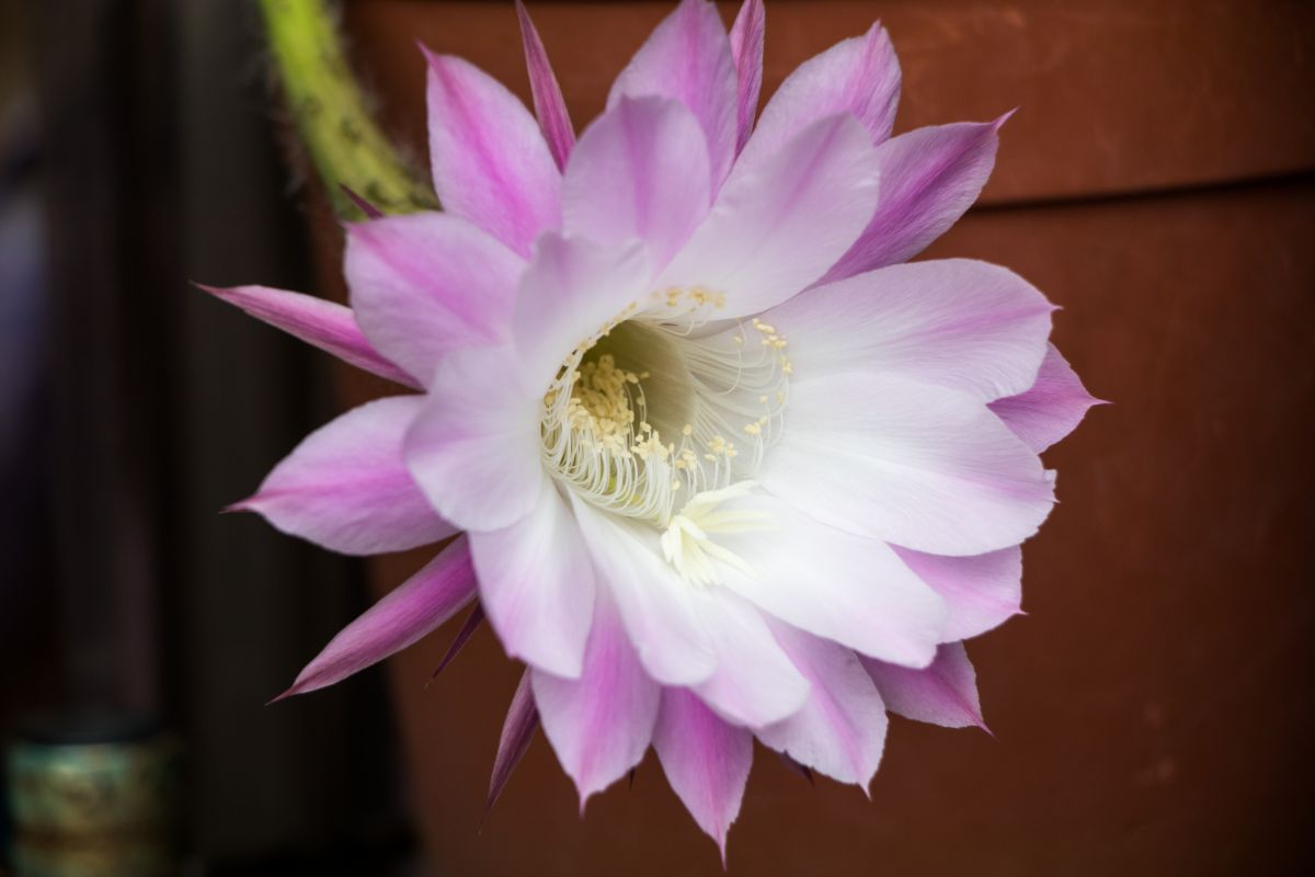 サボテンの花 Ganref