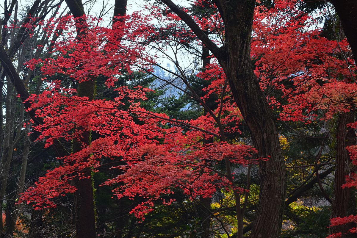 疎林の中の紅葉 | GANREF