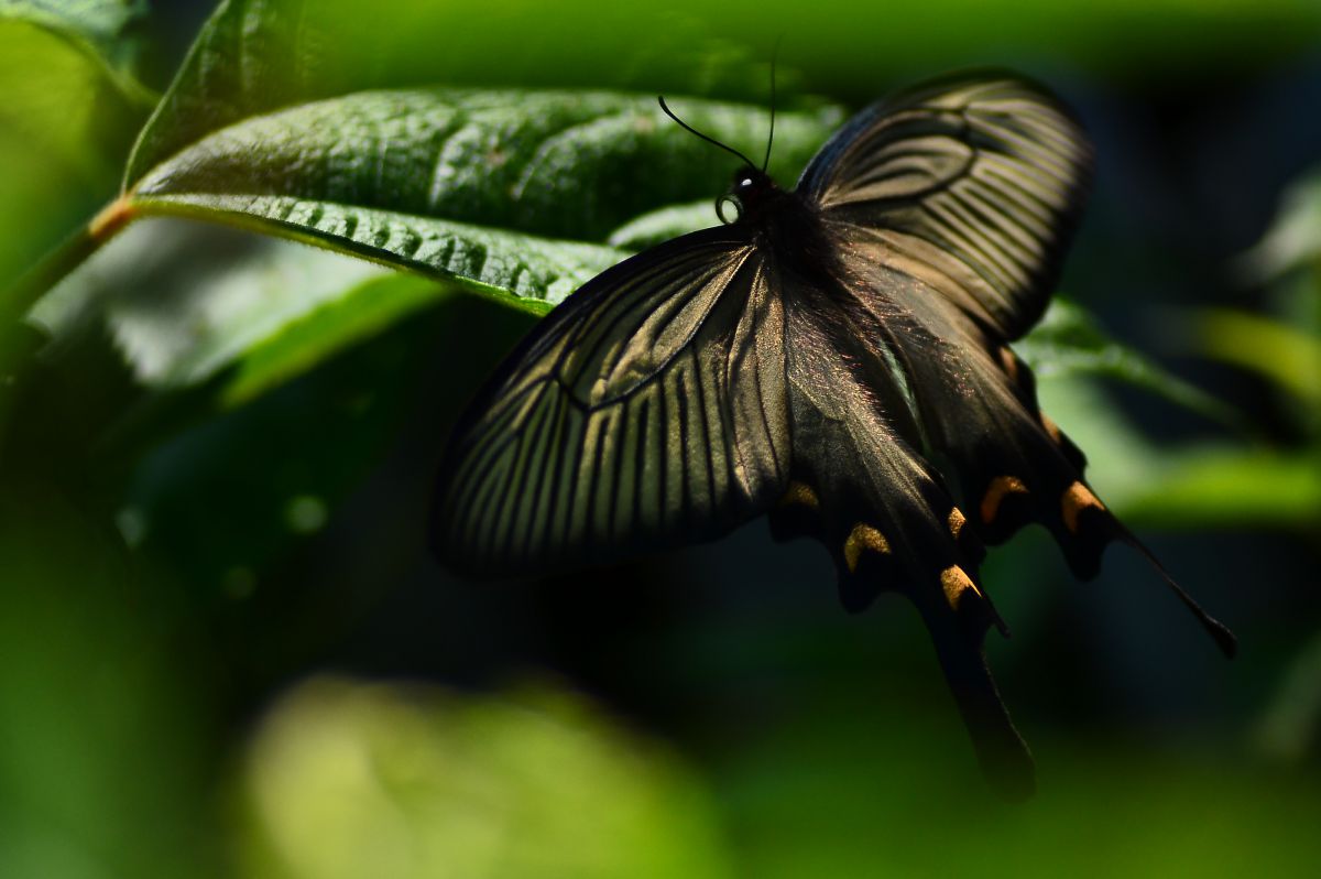 Black & Gold | GANREF
