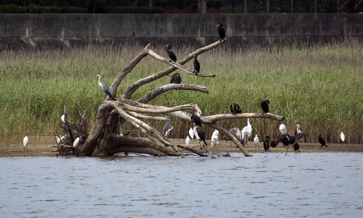 島田川のサギ達 GANREF
