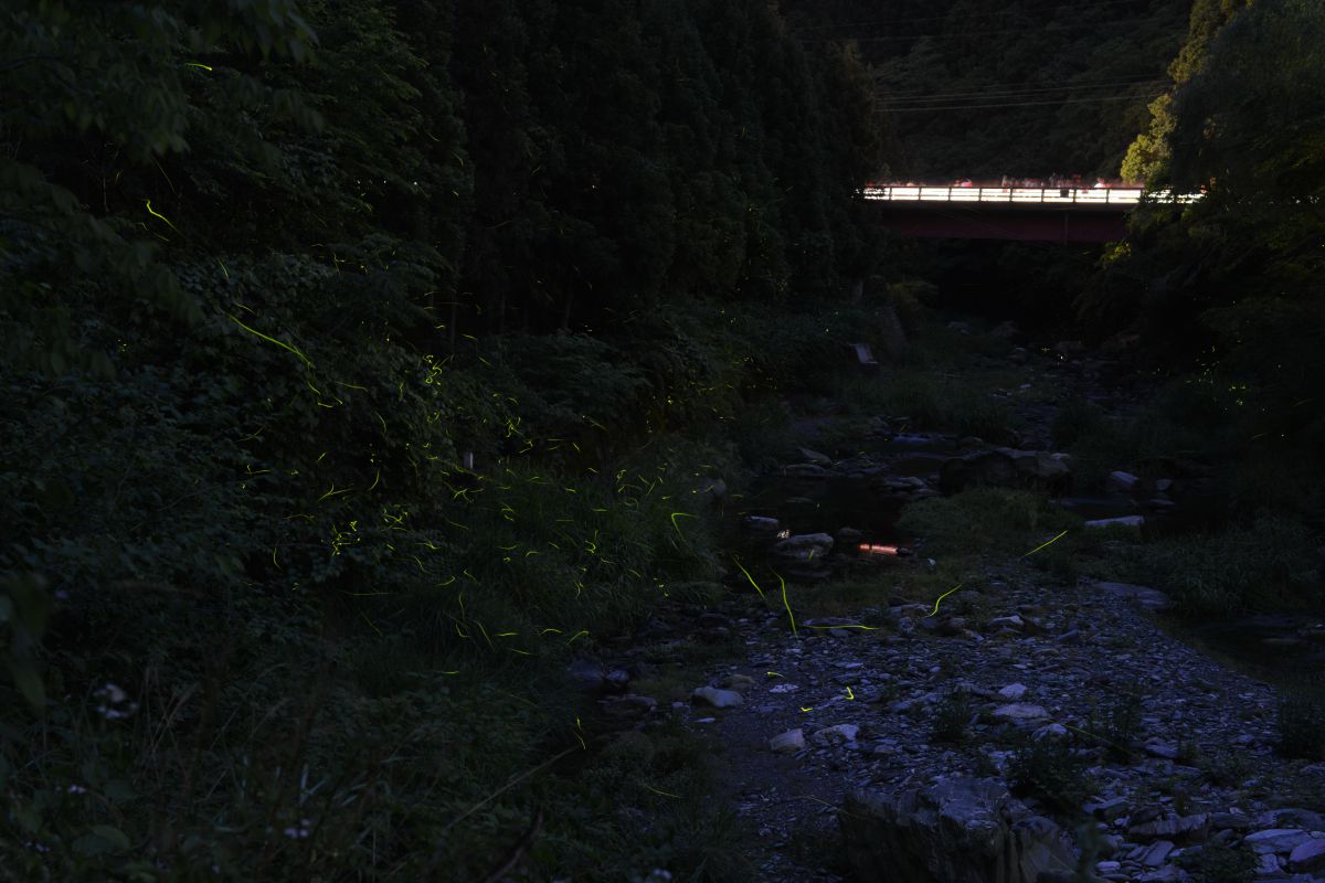 美郷のほたる GANREF