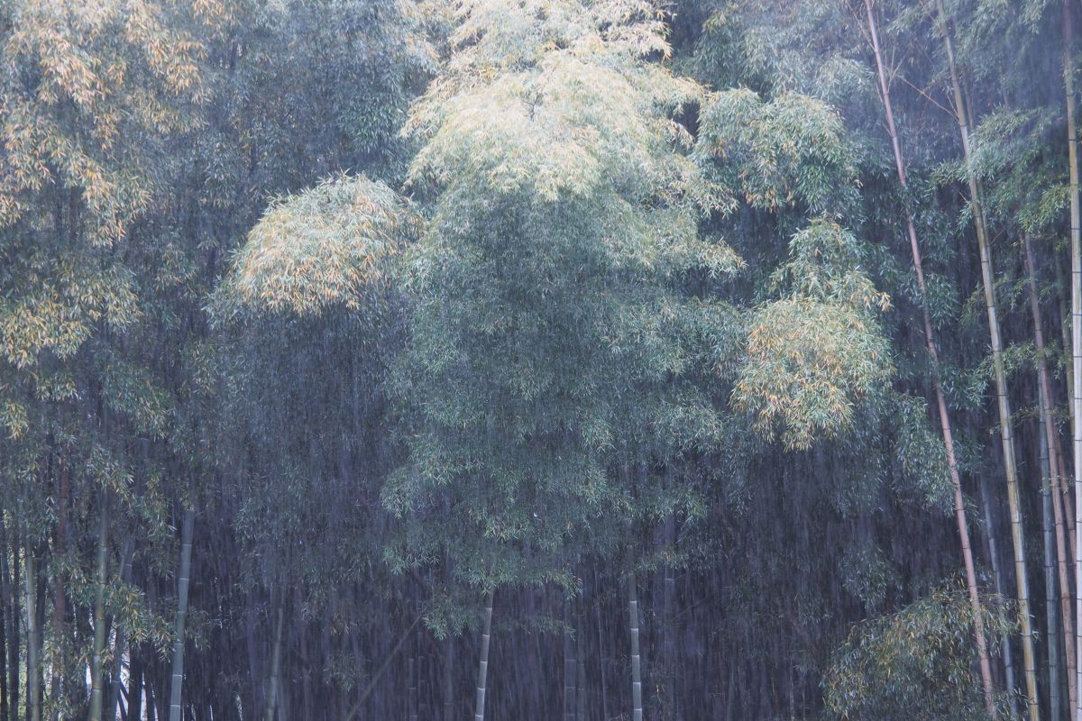 篠 突く 雨(02)