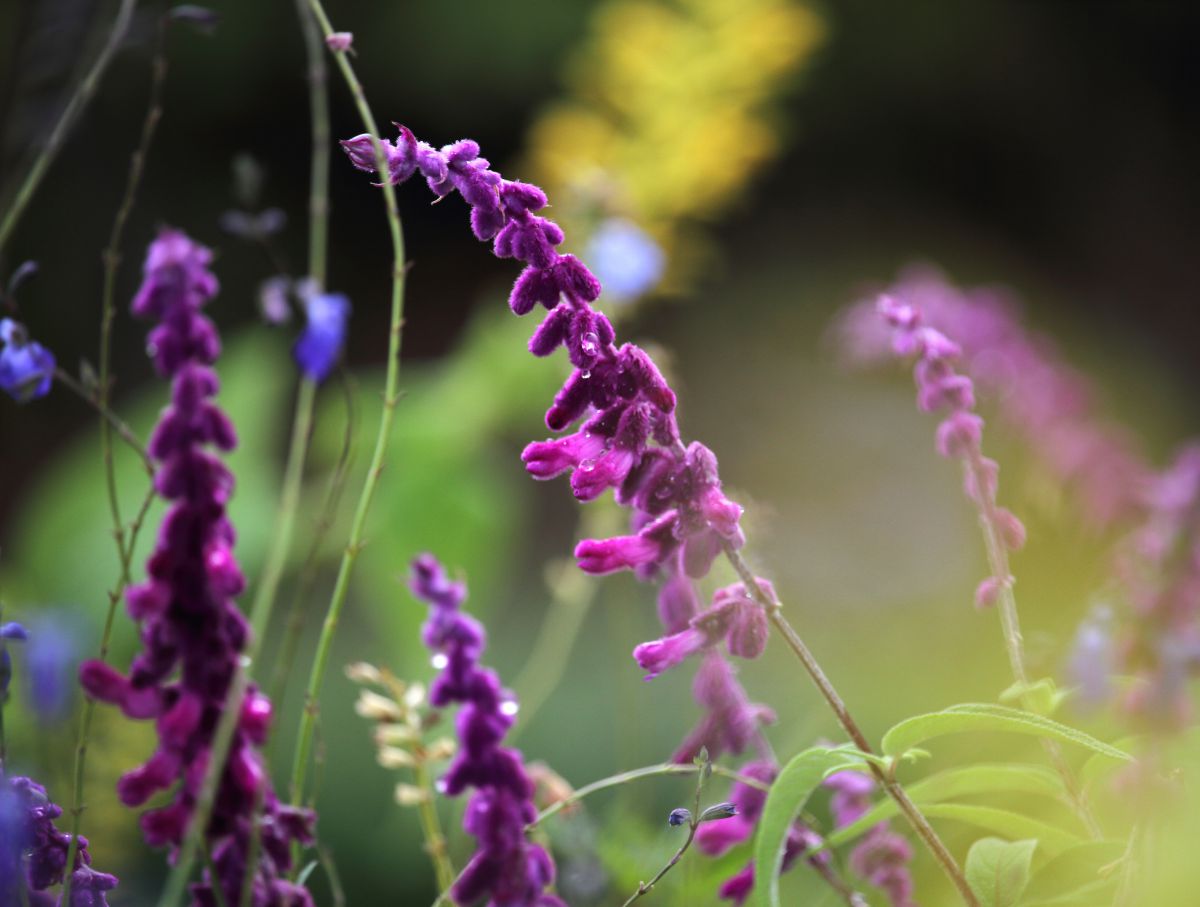 Deep Purple ♪ | GANREF