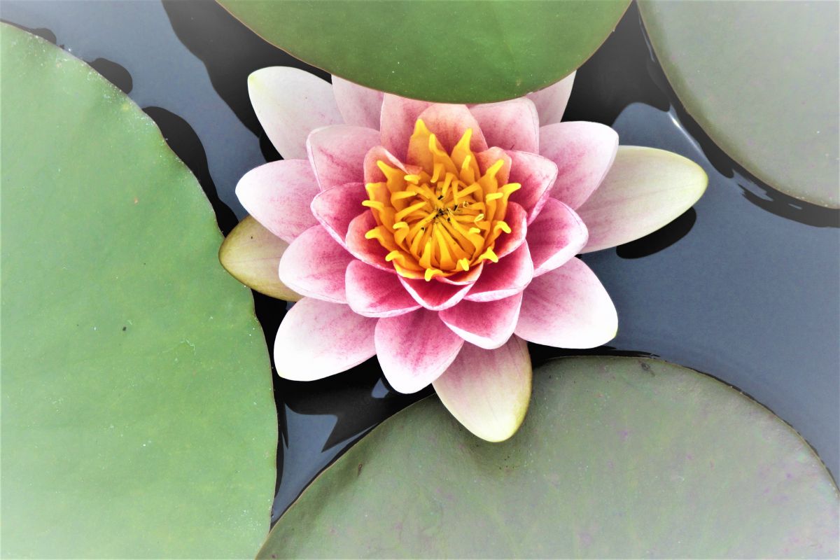 外装塗装　睡蓮花 23c69e9c53cd70abe49715919b8182