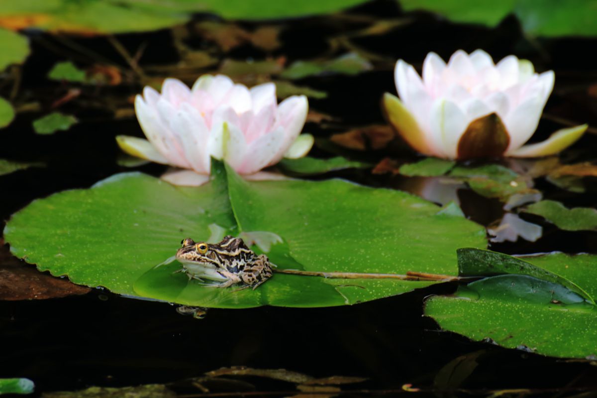 睡蓮の葉の舞台で | GANREF