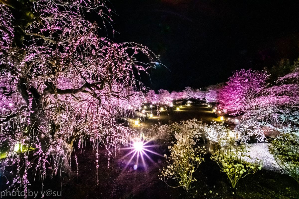 鈴鹿の森庭園 しだれ梅まつり ライトアップ 植物 花 花びら Ganref