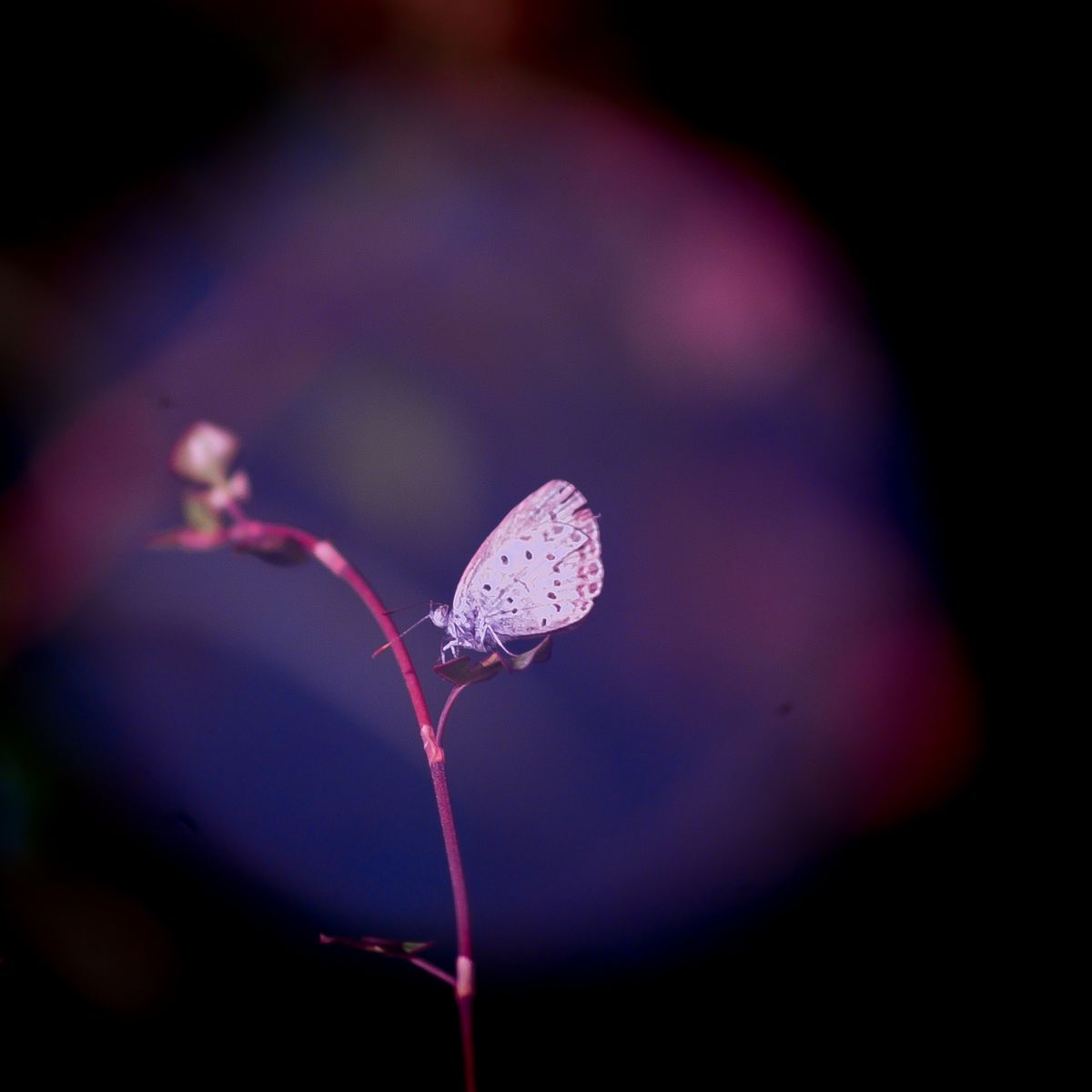 BLUE LIGHT | GANREF