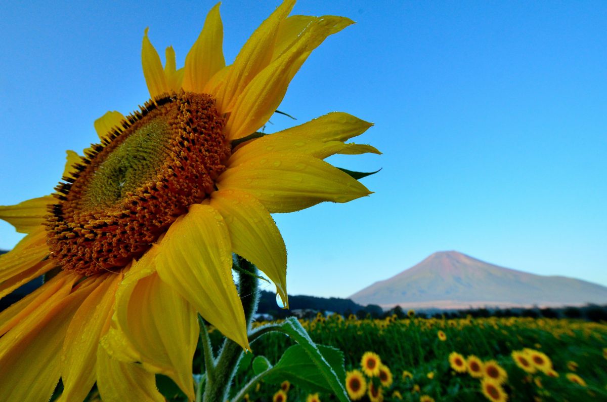 スタンバイの意味