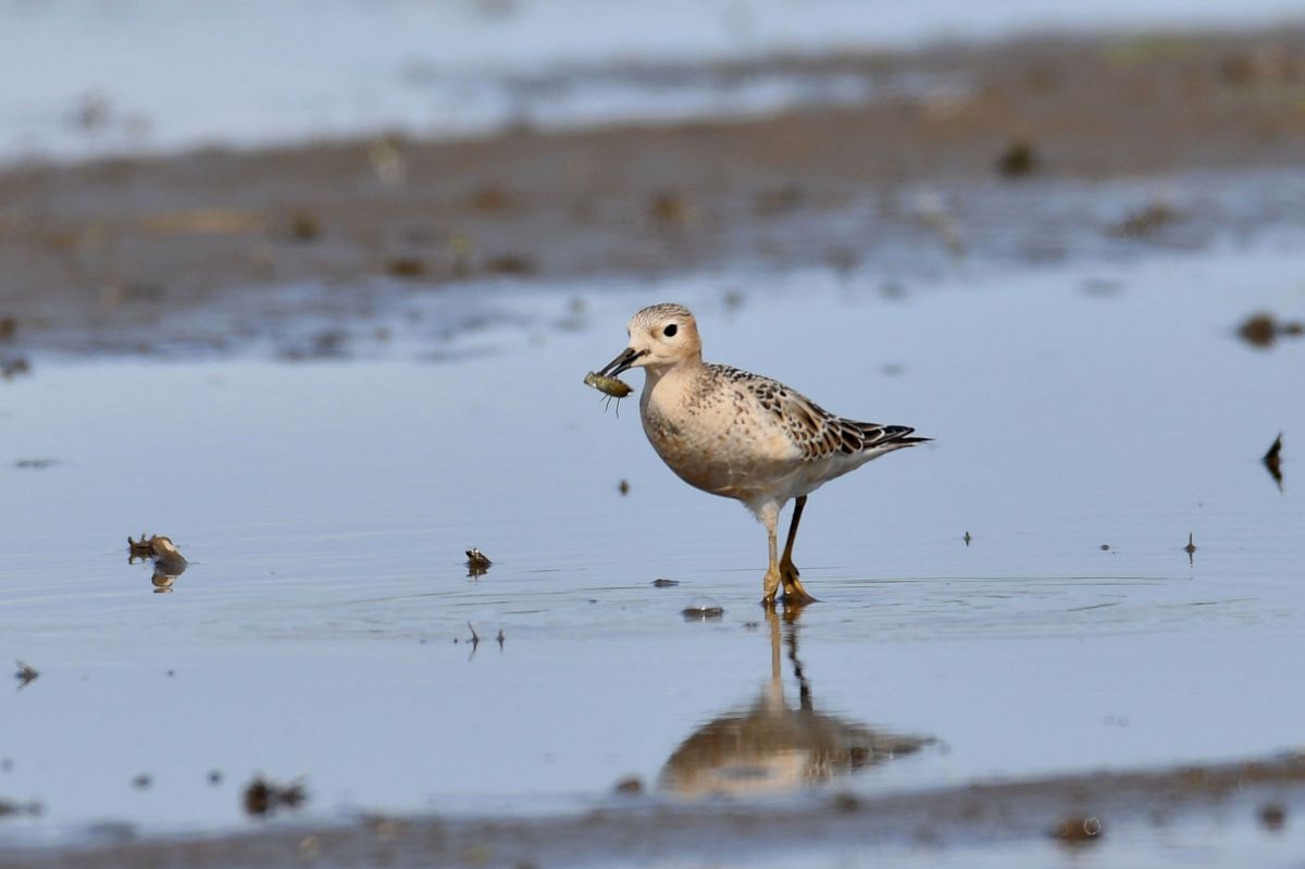コモンシギの採餌 GANREF