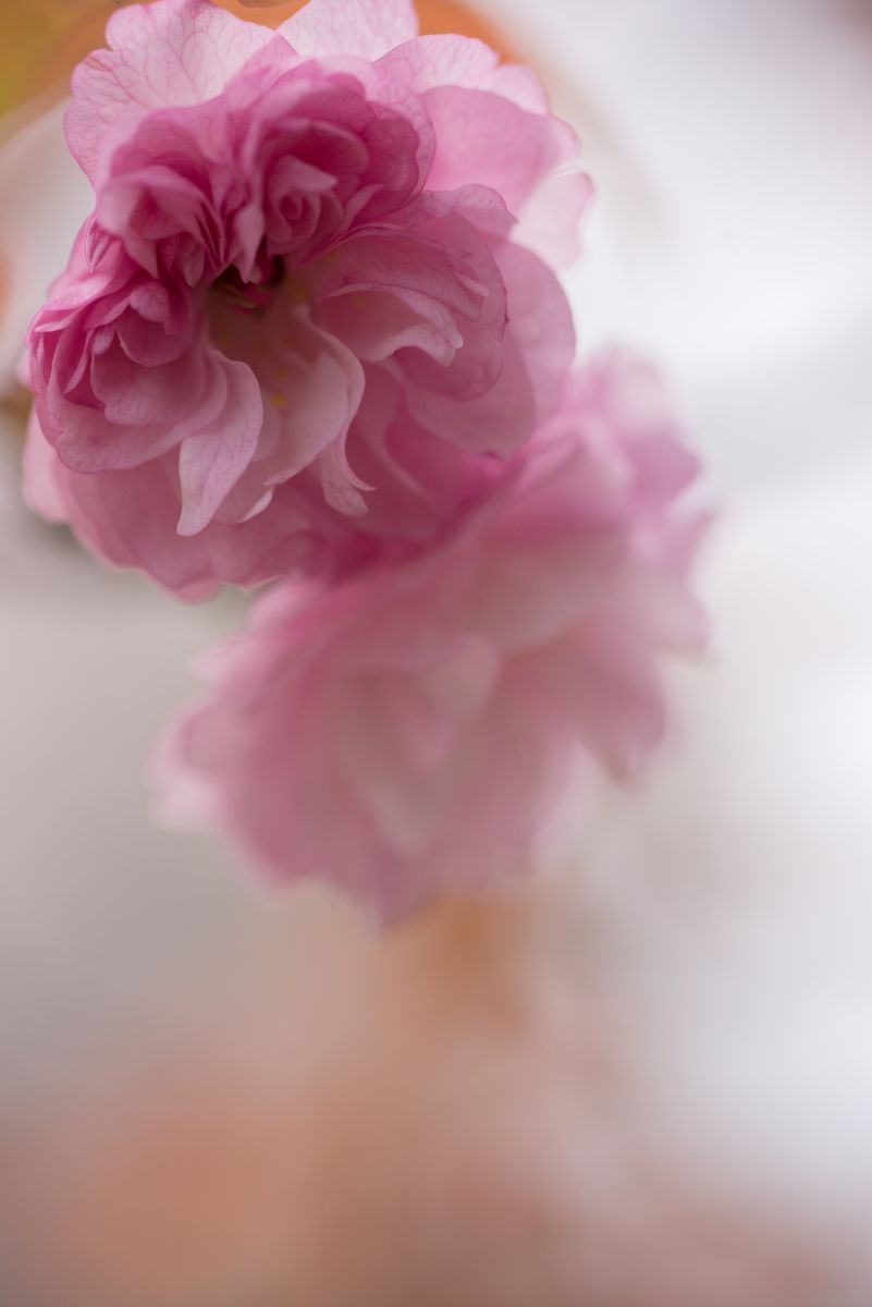 8a0835da7a38b592df7e43664986f5