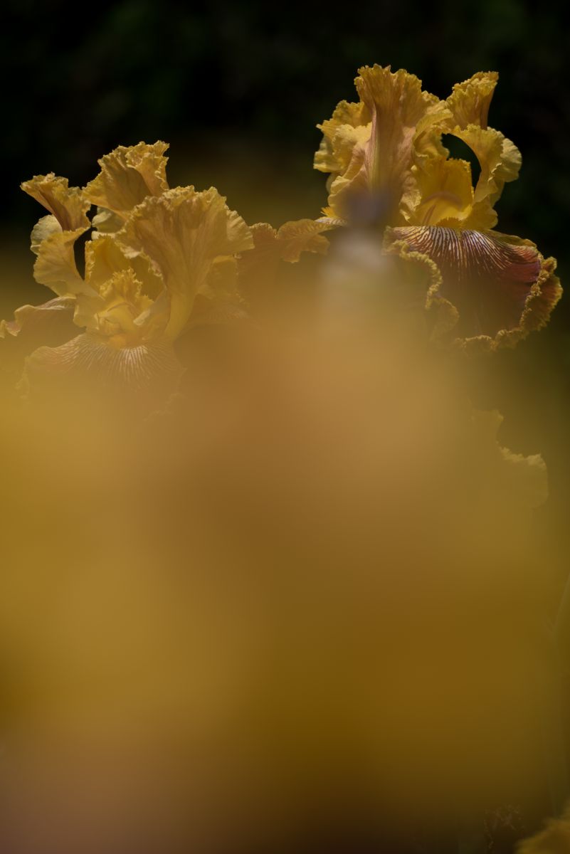 金色の花 Ganref