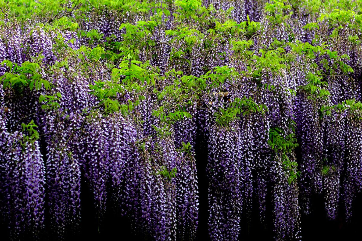 purple rain | GANREF