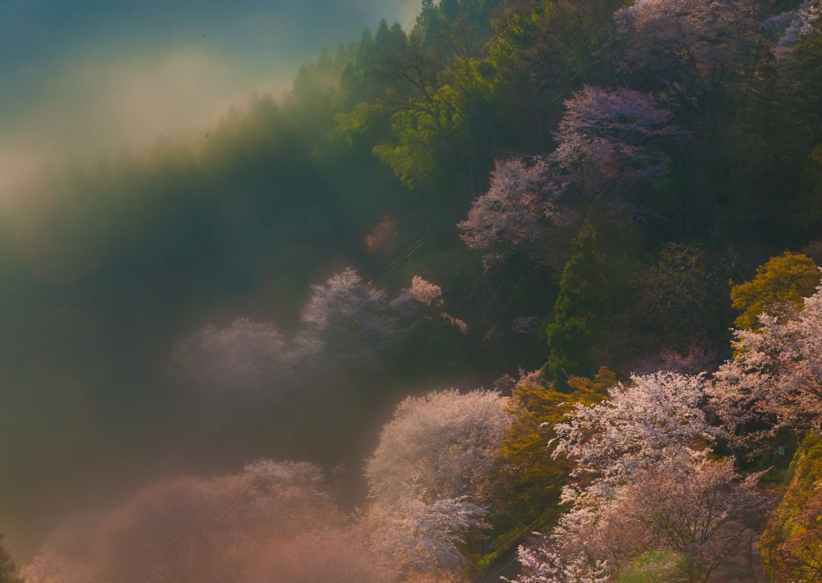 春霞 | GANREF