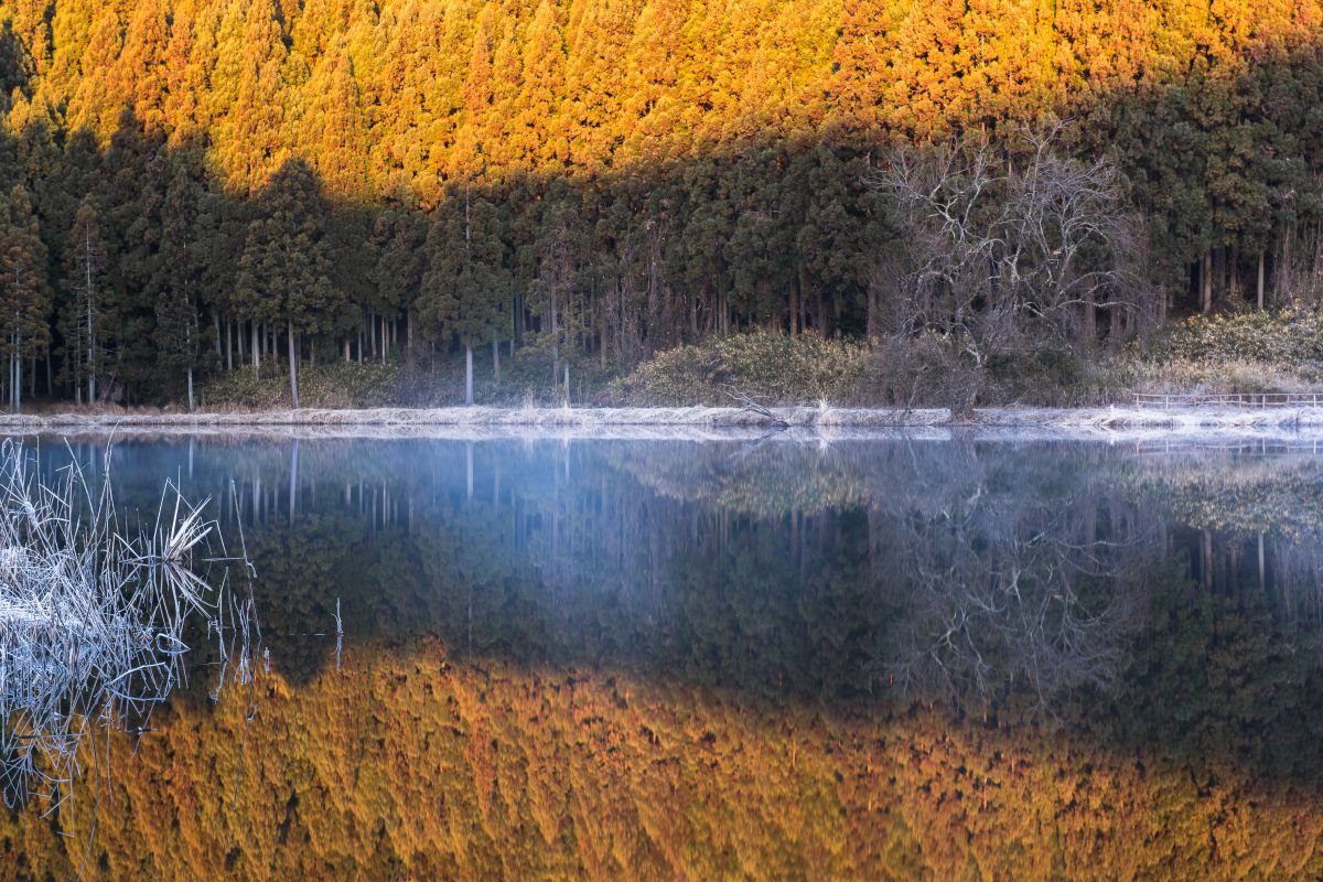 reflection | GANREF