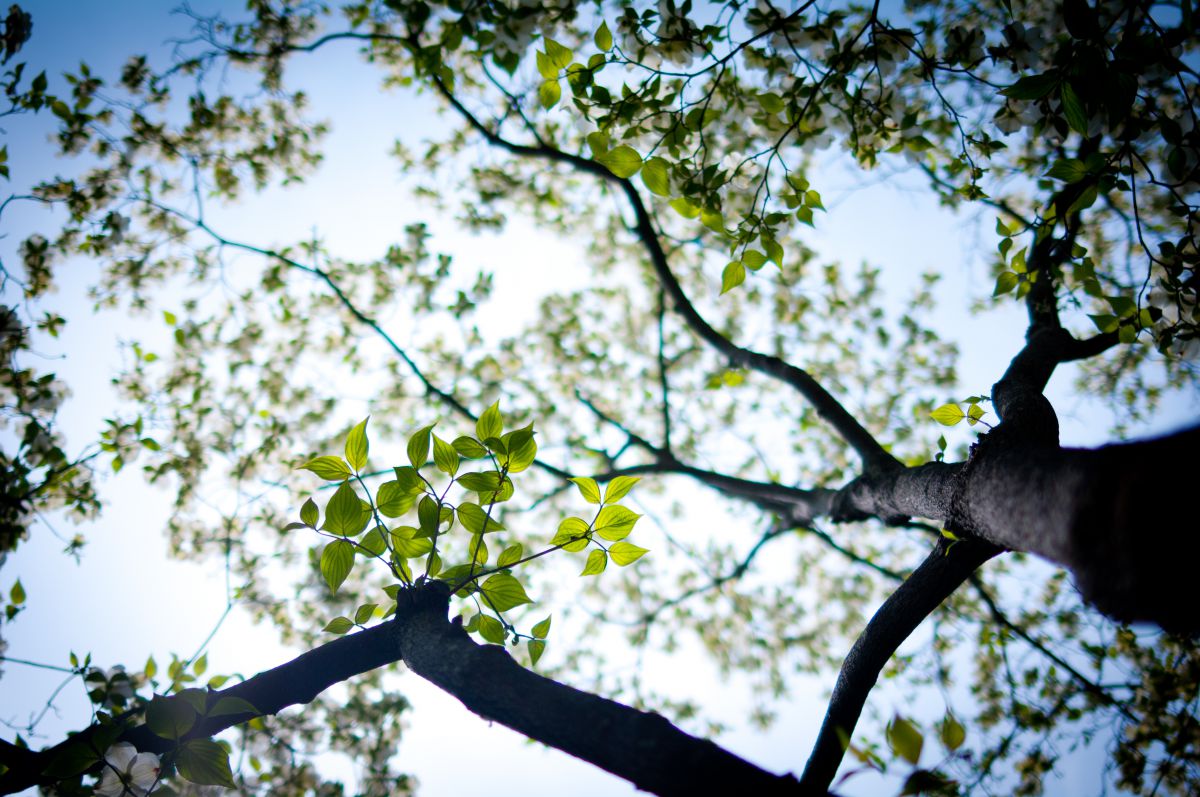 Spring 春の木漏れ日 ミモザのスワッグ 38cm 【～2/28（水）までご予約