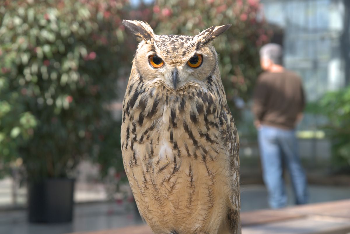 珊瑚 フクロウ 大きめ 476g 珊瑚 フクロウ 大きめ 476g