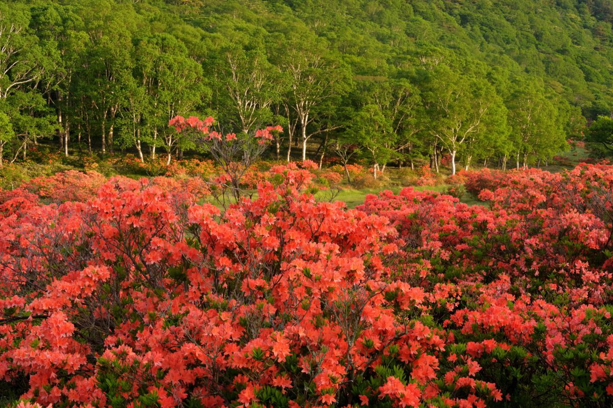 高原を彩る GANREF