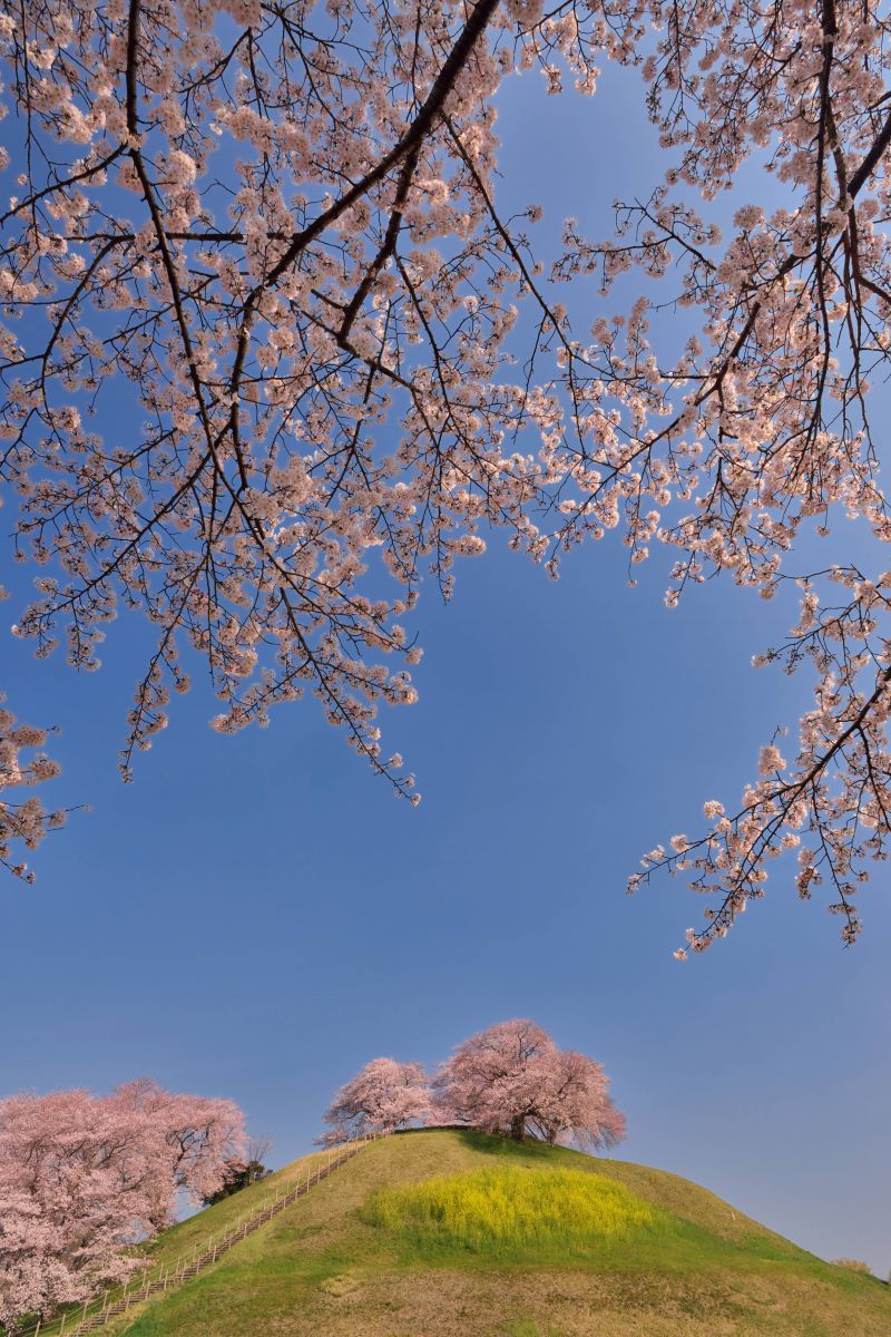 桜古墳 GANREF
