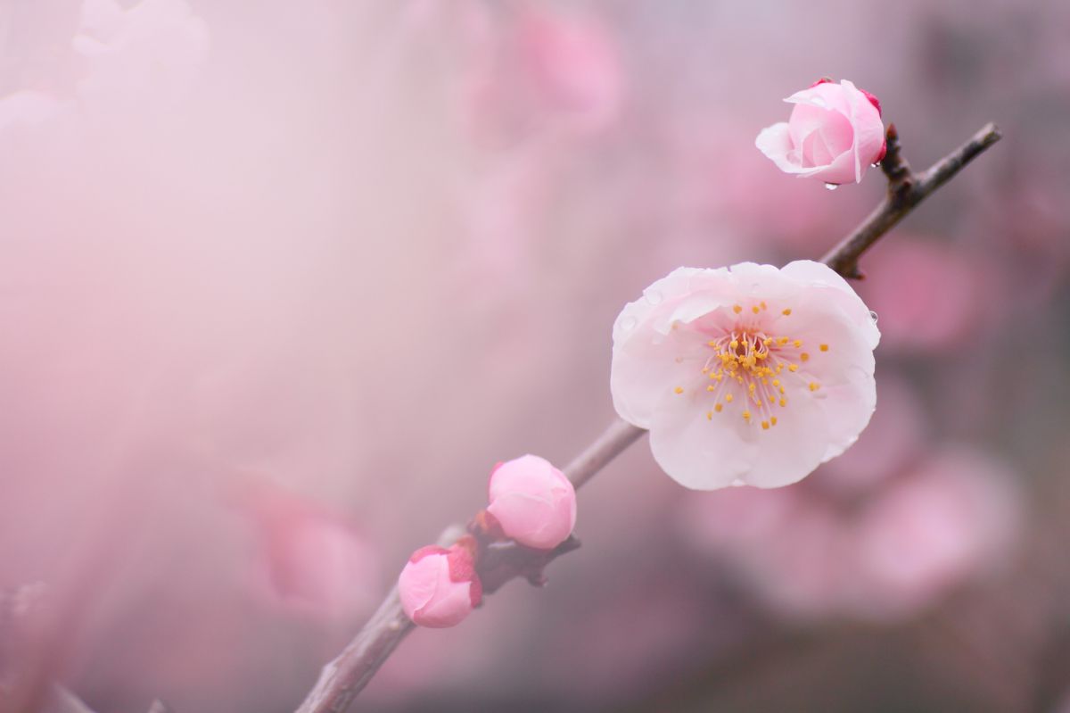 春霞 | GANREF