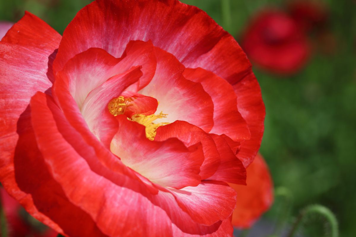 八重のポピー 植物 花 花びら Ganref 八重のポピー 植物 花 花びら Ganref