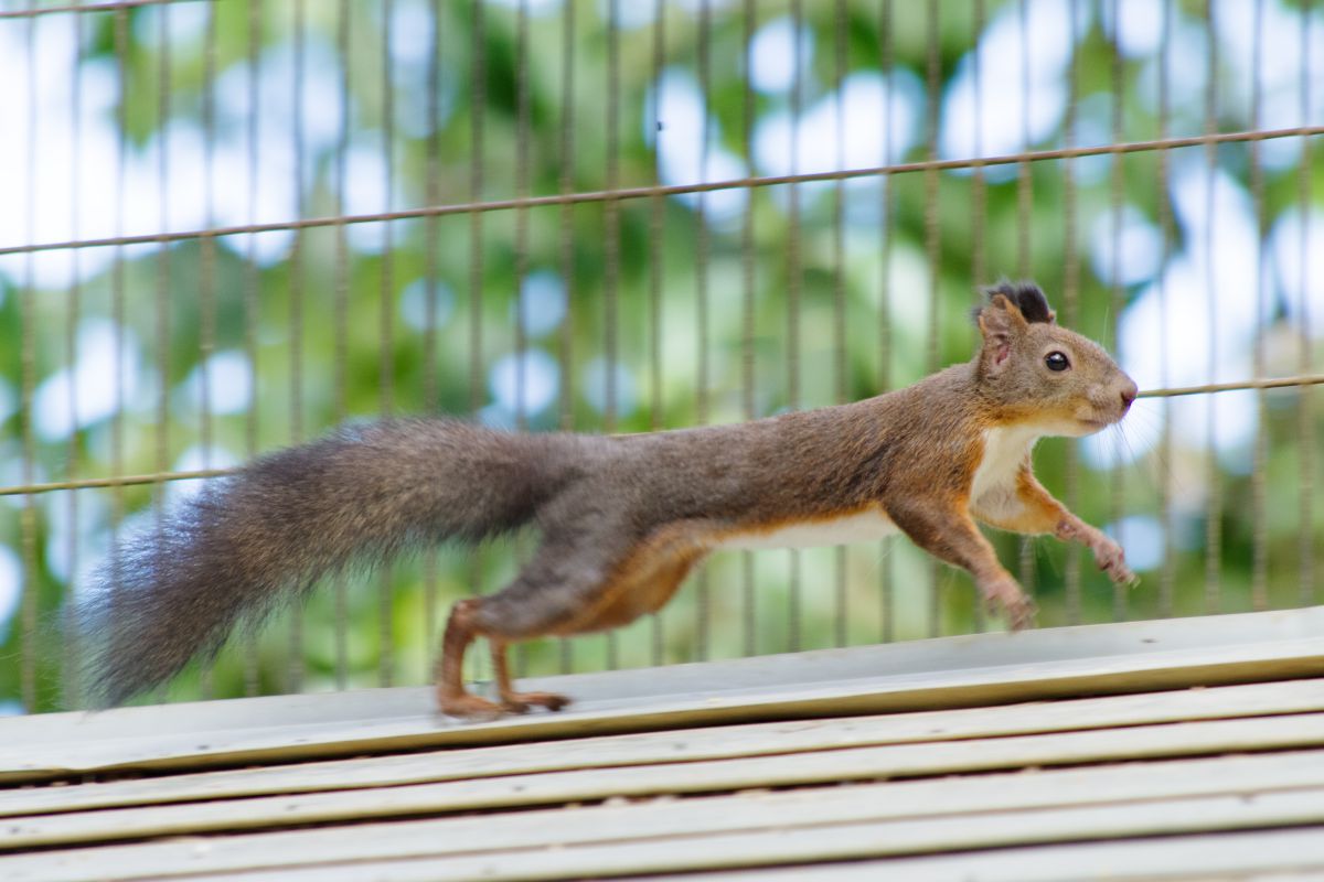 走り回って GANREF