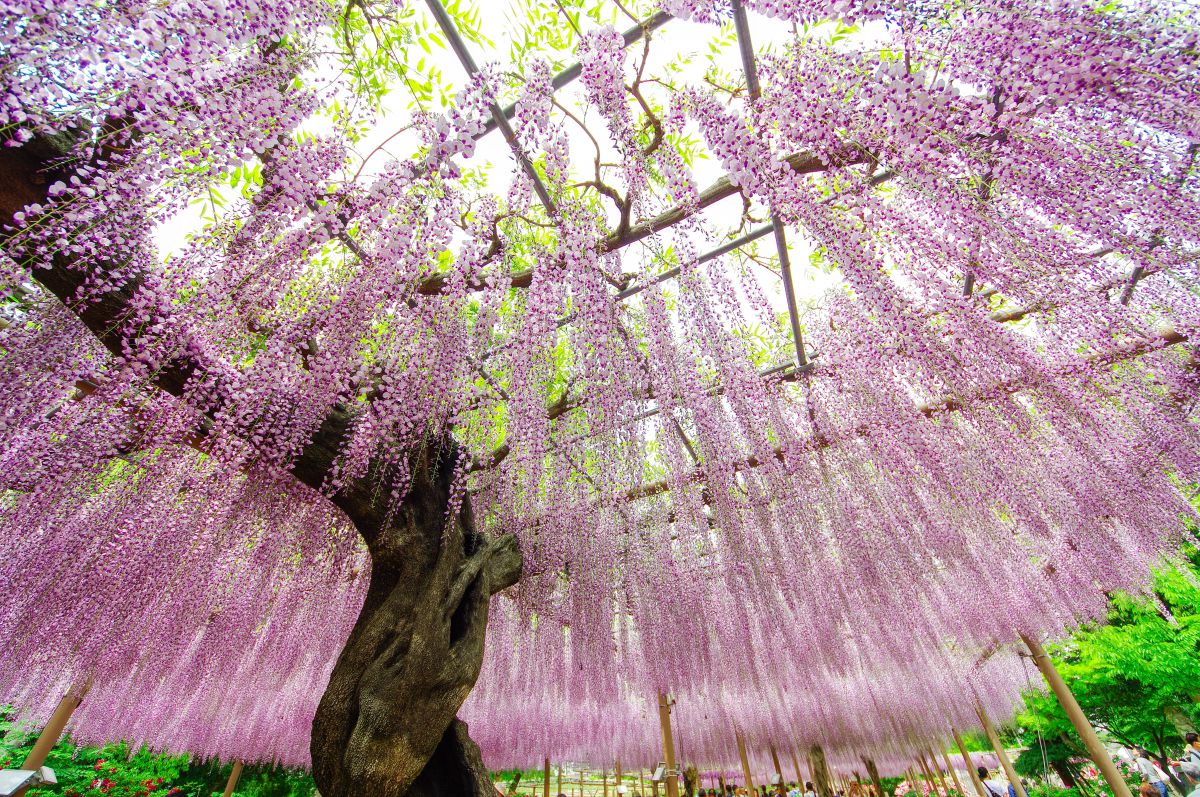 Purple shower | GANREF