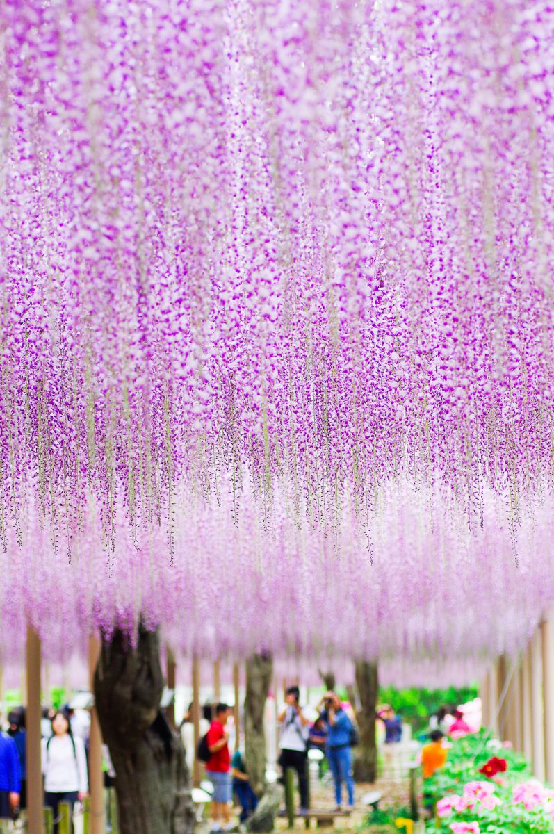Purple Rain | GANREF