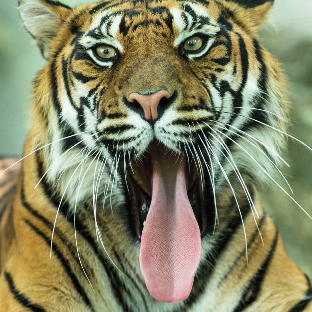 ⭐︎トラたん⭐︎ 300.jpg