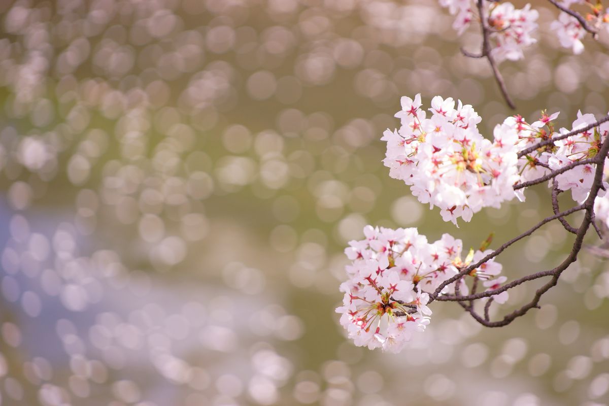 桜散る 10563000518.jpg