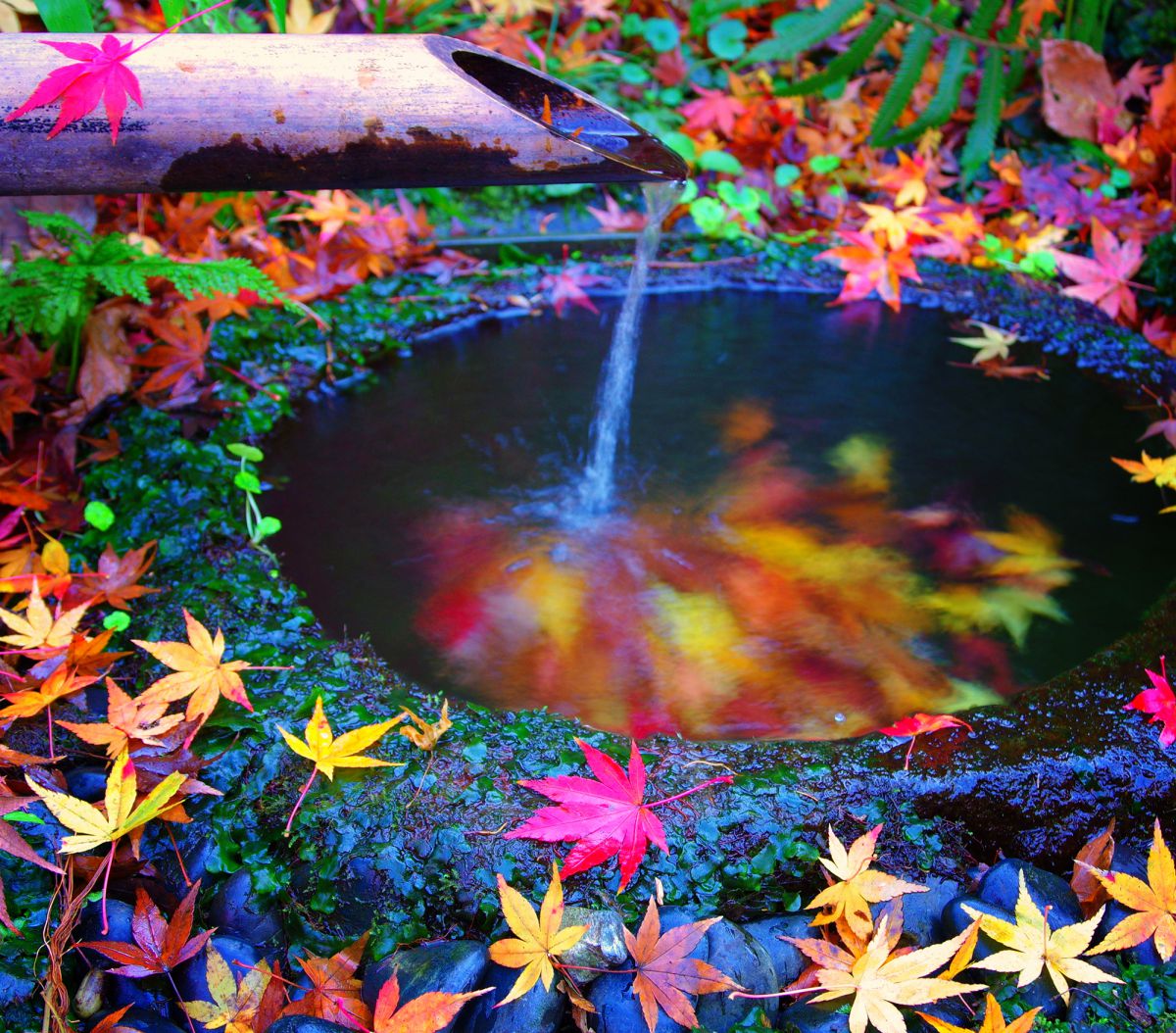 a moment of Colors | GANREF