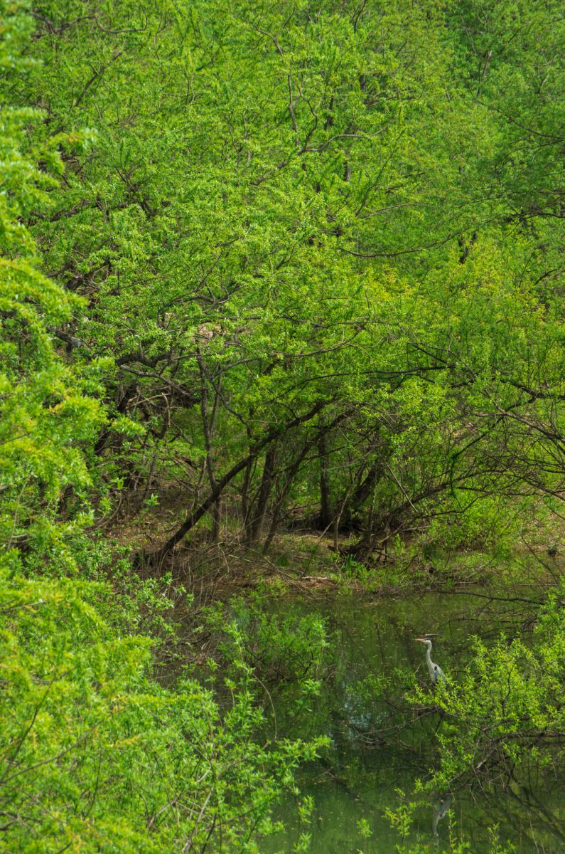 Blue in the Green | GANREF