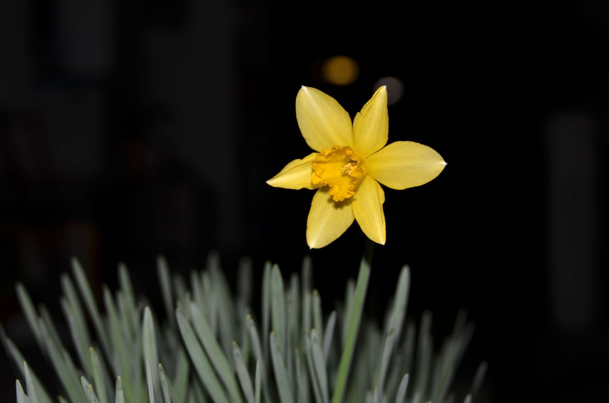プロフ必読☆大光謹製☆水仙☆雪中花 夜の水仙 | GANREF