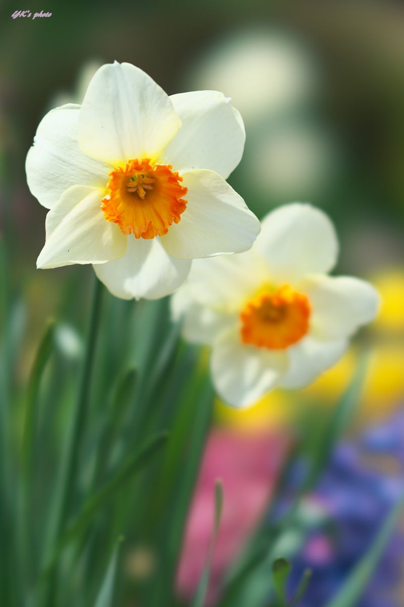 spring color | GANREF