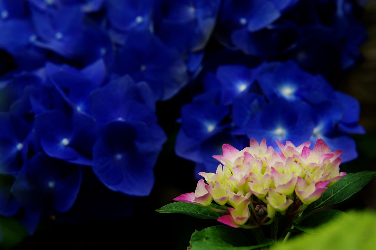 宇宙に愛の花が咲く】YADAMANIART 宇宙に咲く花 | GANREF