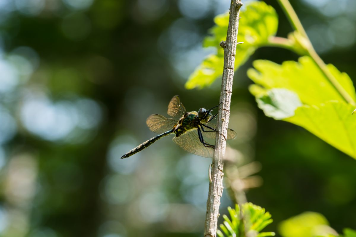 a7ed92f9fbaa003d8a1b8695c72b01