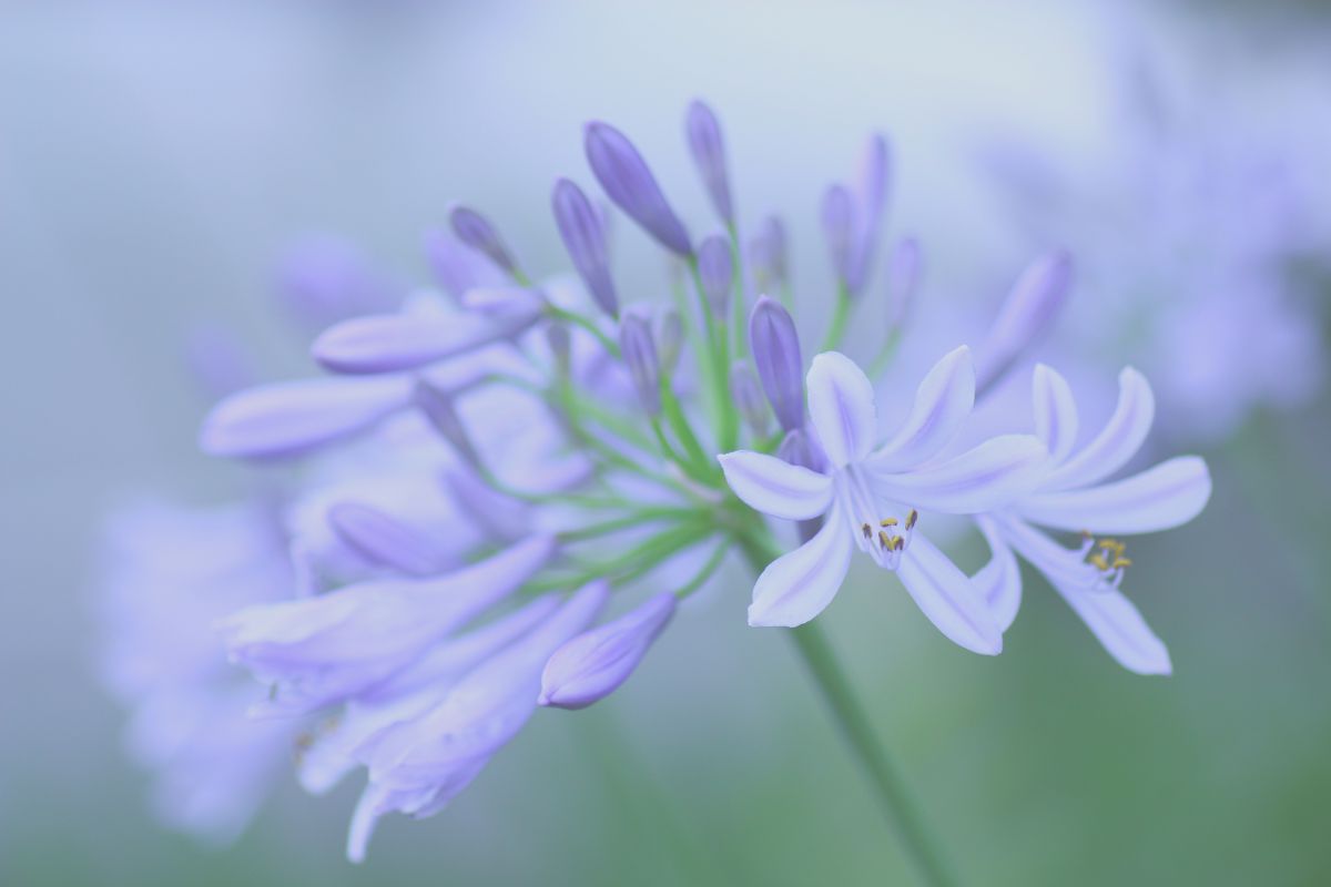 * tender blue * | GANREF
