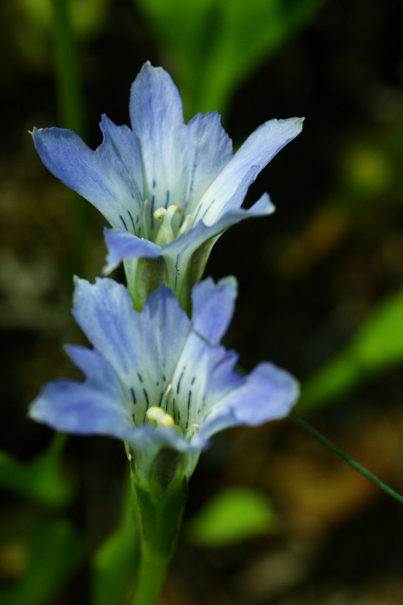 ハルリンドウ ハルリンドウ - Wikipedia