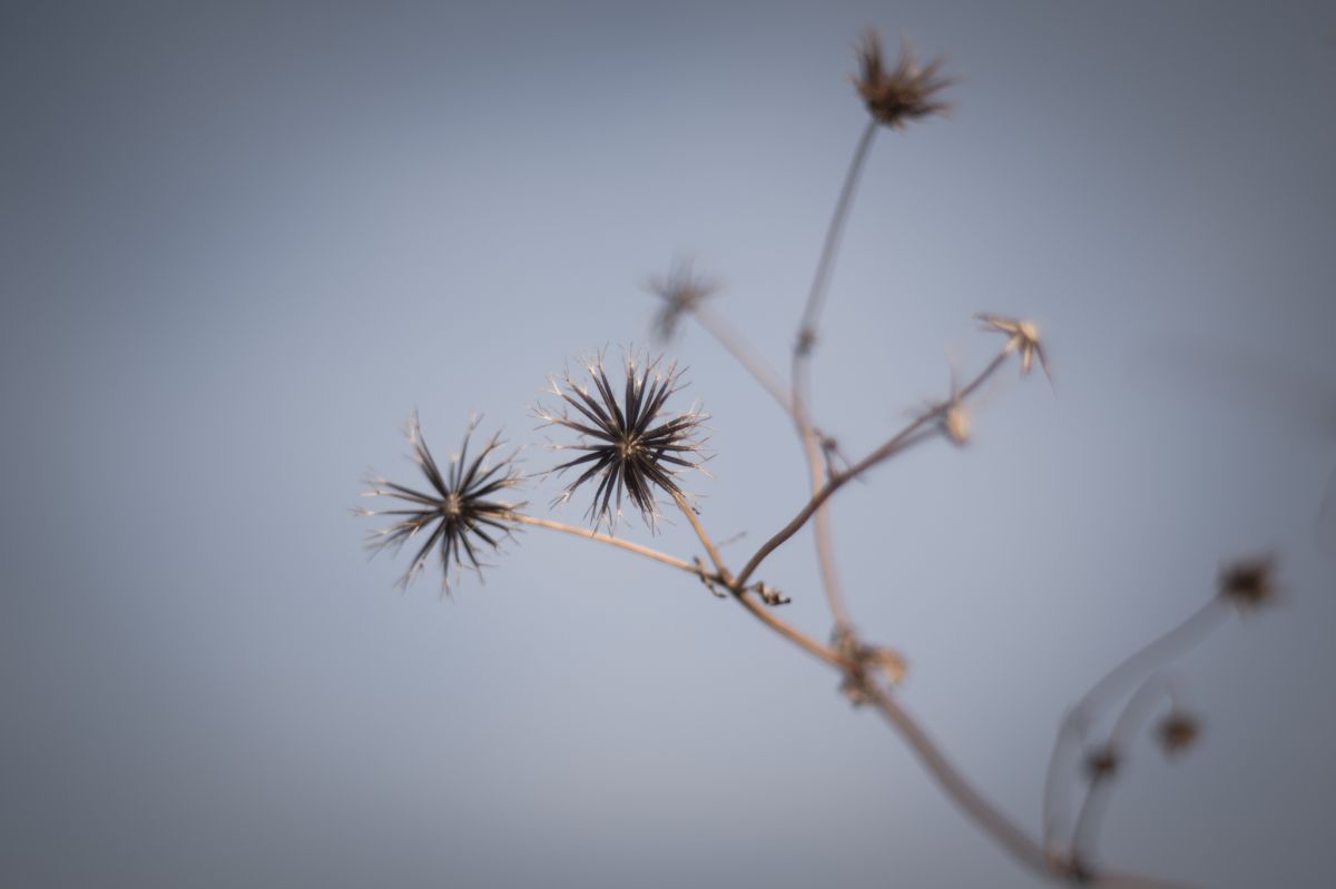 くっつき草 植物 草 葉 芽 Ganref