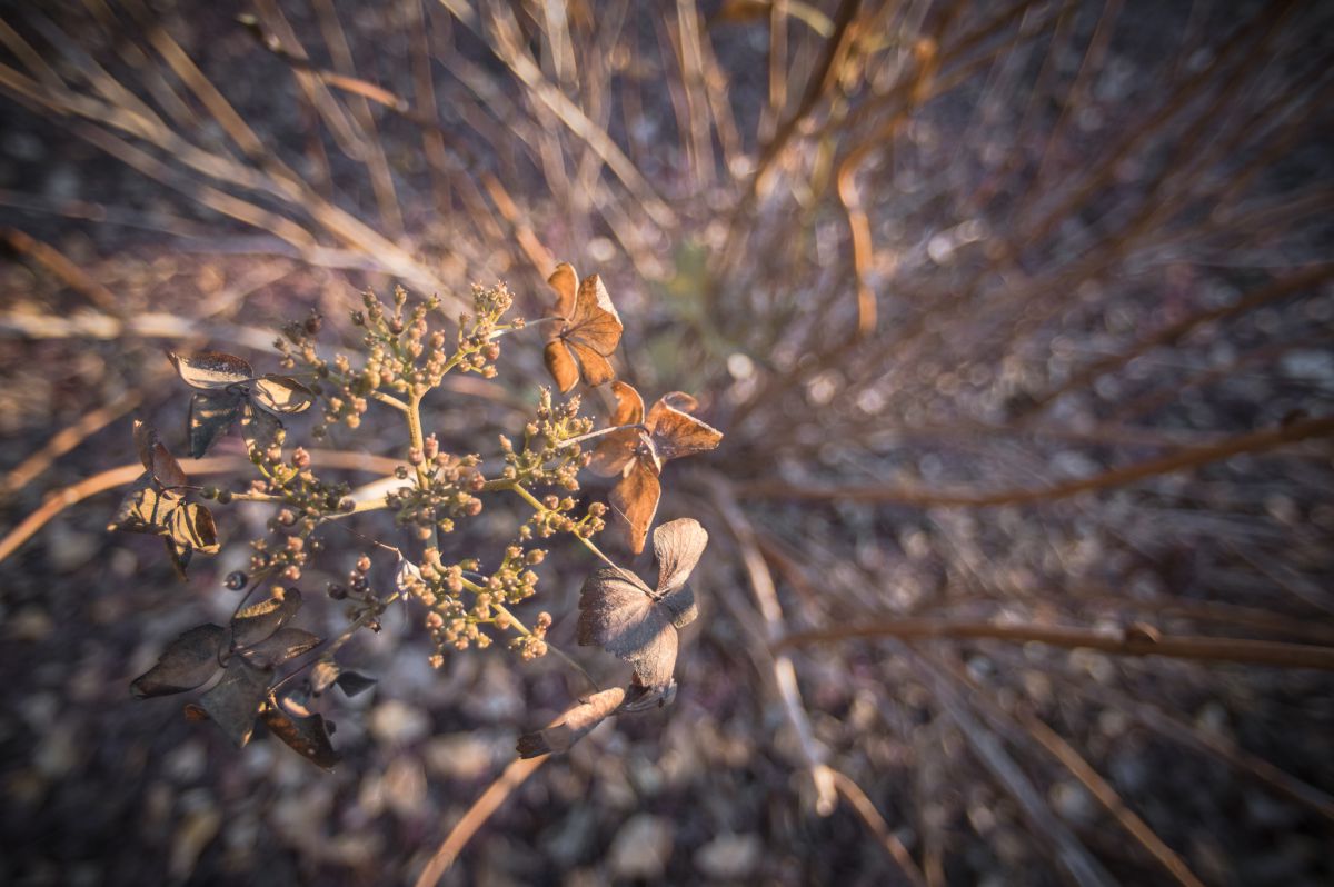冬の紫陽花 Ganref 冬の紫陽花 Ganref