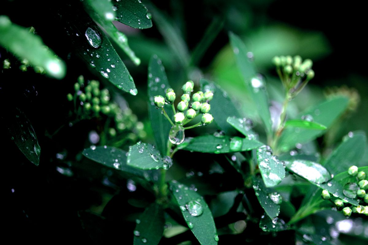 しとしと雨の中の雫 | GANREF
