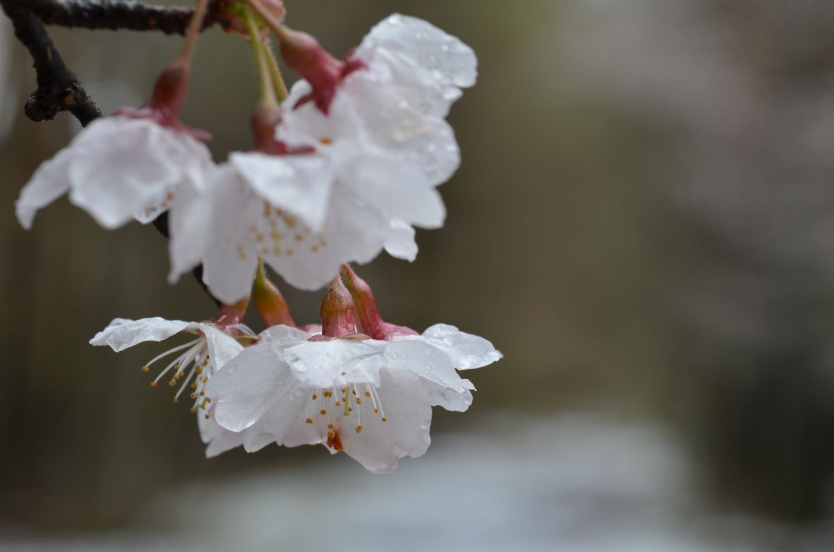 春雪の富士桜 | GANREF