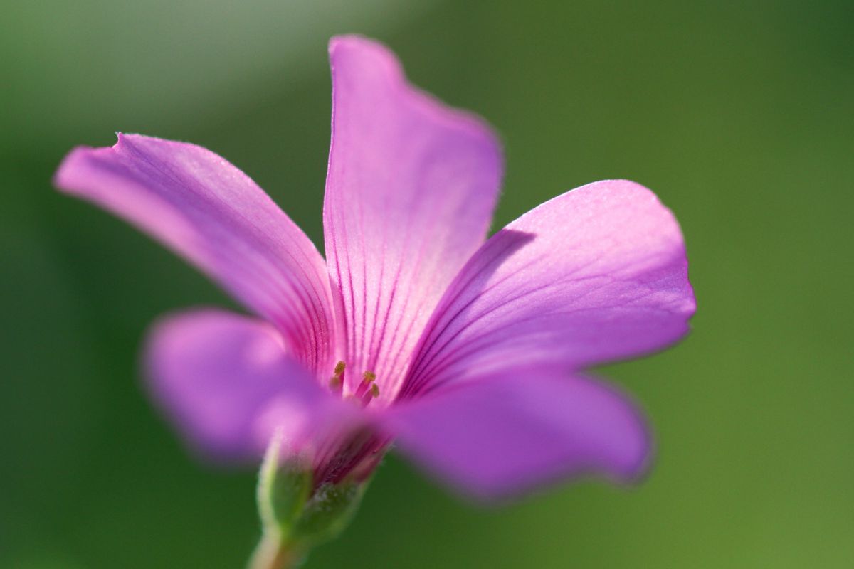 陽の当たるところ GANREF