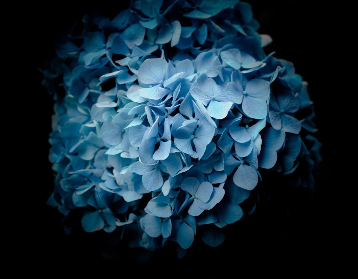 BLUE | GANREF