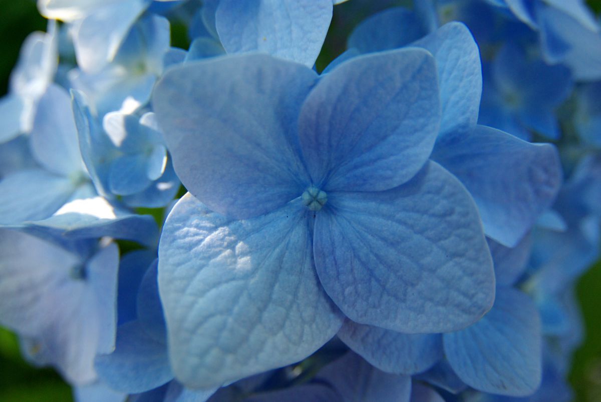 BLUE | GANREF
