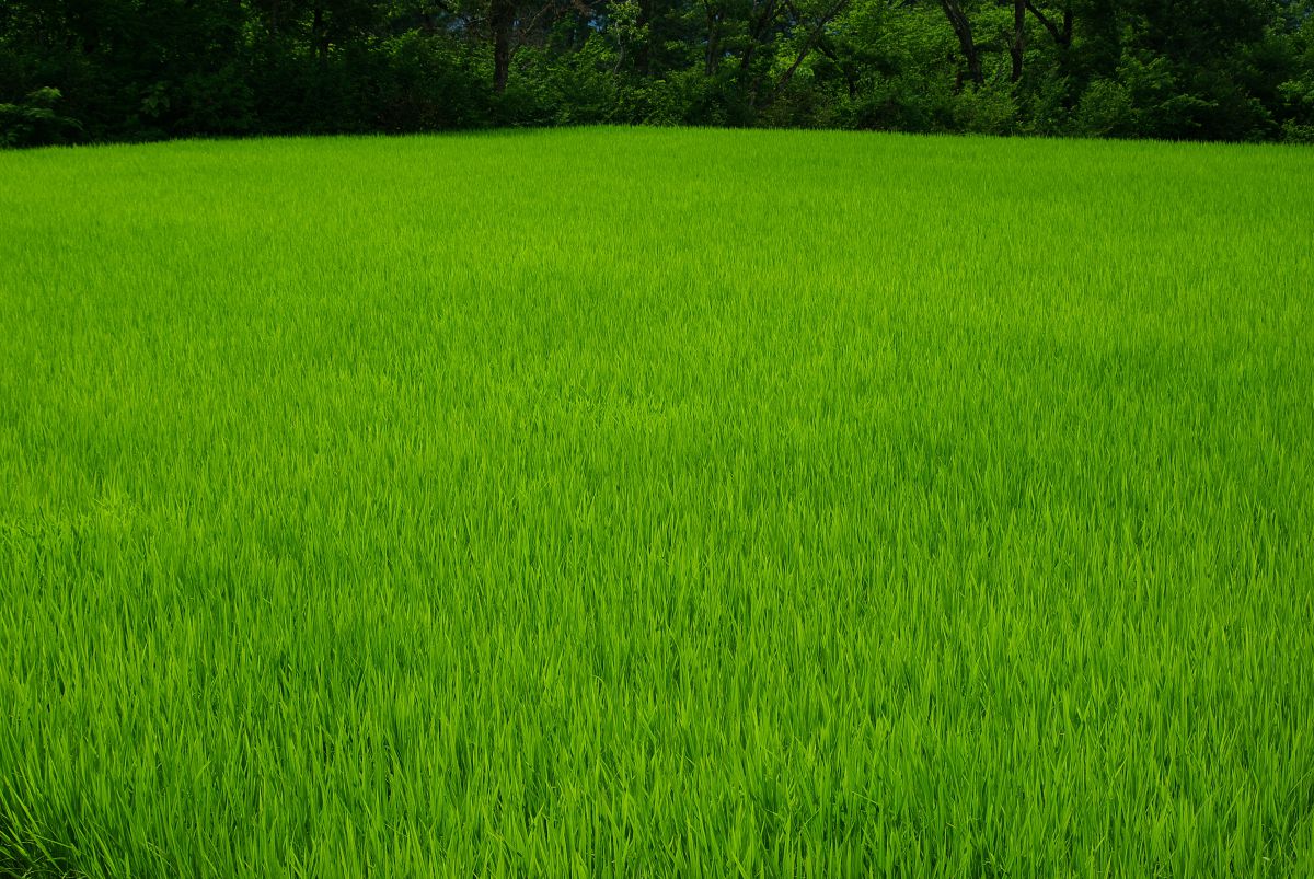 Blue in Green | GANREF